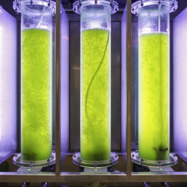 Algae in Biofuel